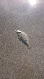 てんちょうの釣り日記
